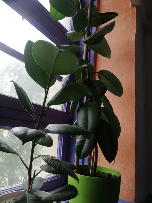 Фикус фикус фикус