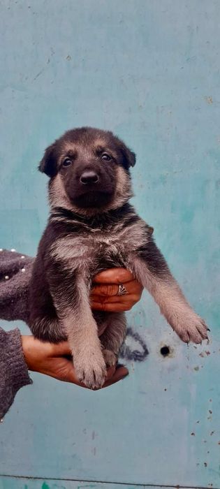 Восточная овчарка