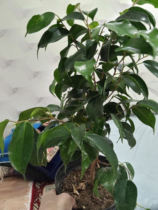 Домашние светы на продаж