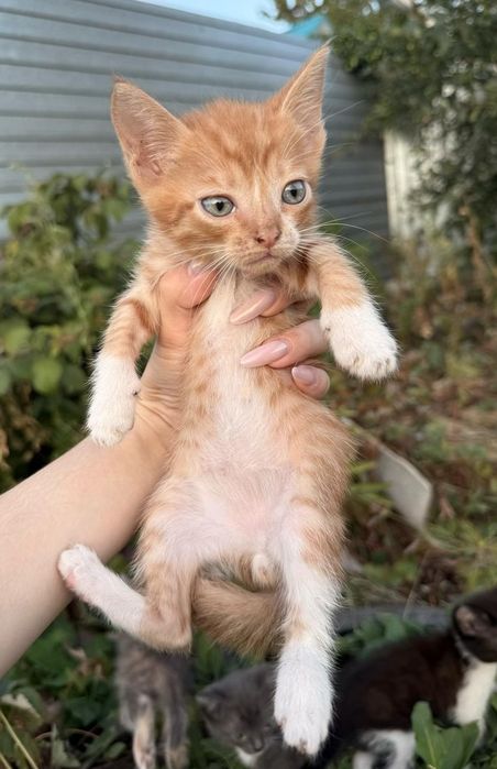 котята в добрые руки