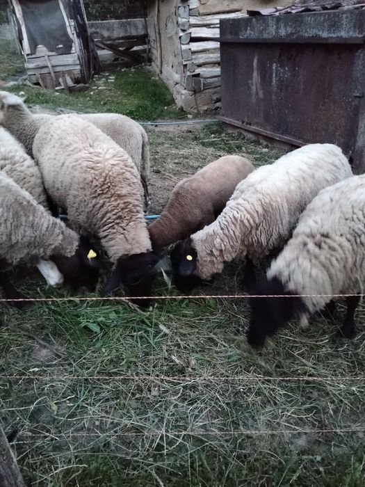 Oi sulfoc de vânzare