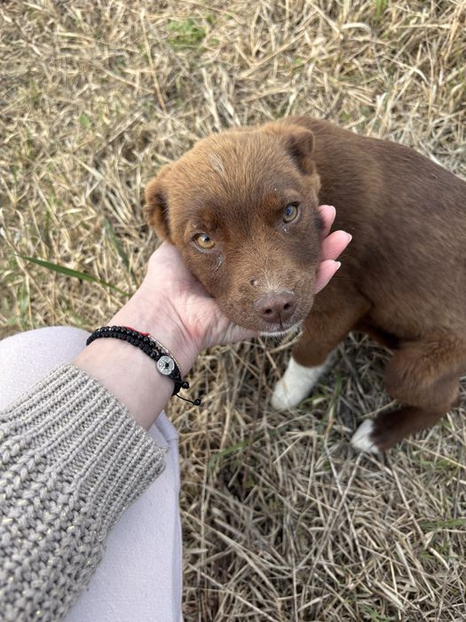 Cățelușele își caută familii!