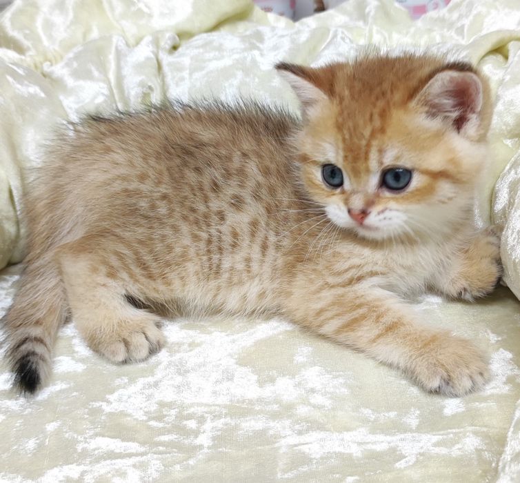 ОчаРовАтельНые КоТяТки бриташки