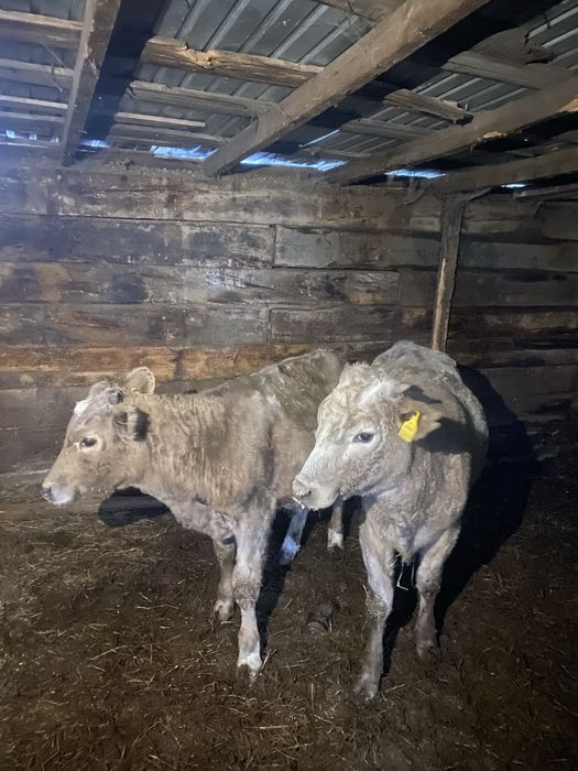 Продам 3 телят почти годовалые