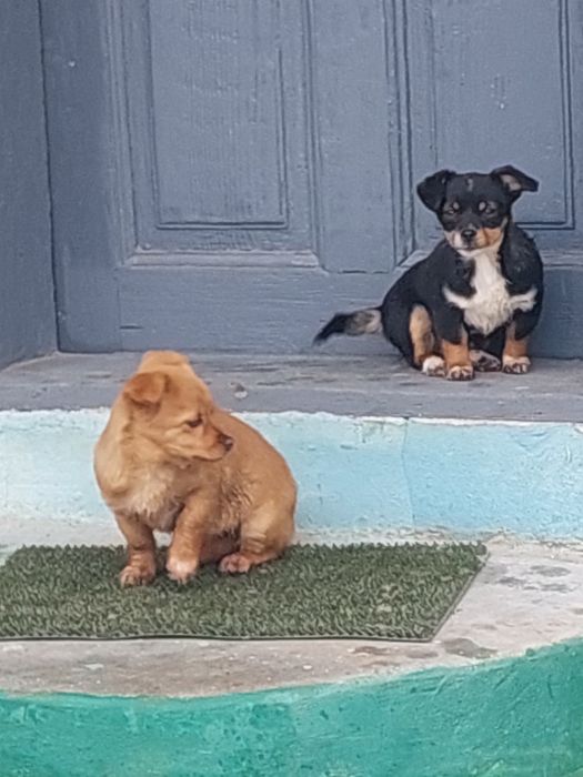 Donez căței de talie mica