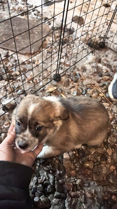 Отдам щенков бесплатно