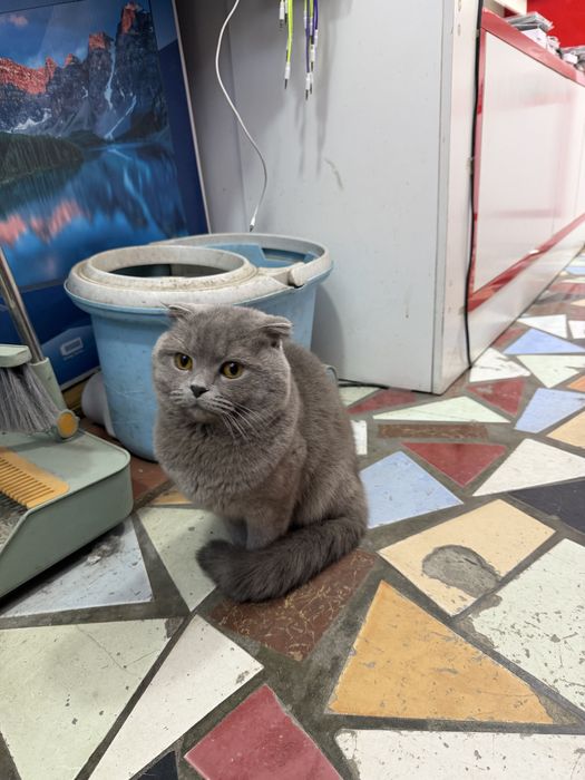 Шотландская вислоухая кошка