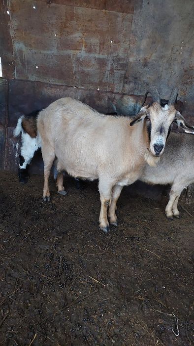Продам котную козу