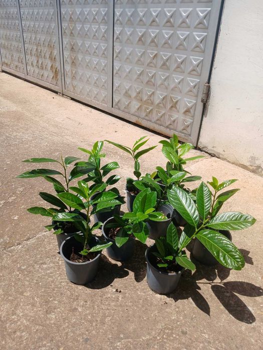 Лавровишна Новита