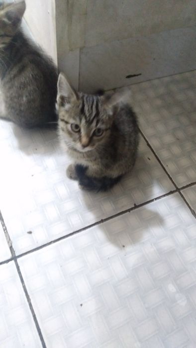 Отдам котят в хорошие руки