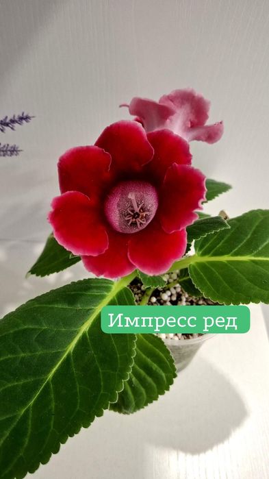 Продам цветущие глоксинии