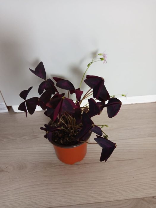 Цветы комнатные . Большой выбор