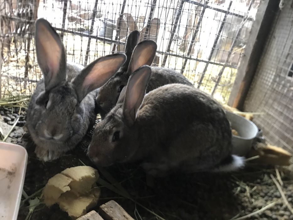 Кролики продам