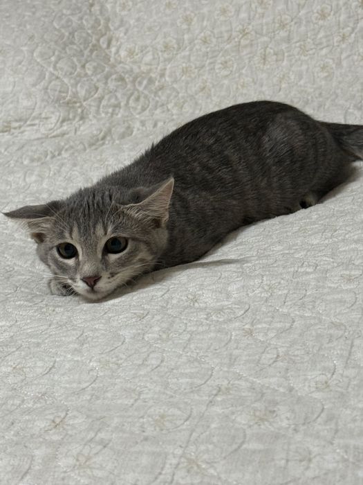 Продаётся котёнок Европейской короткошерстной породы