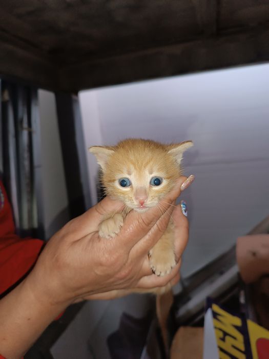 Отдам котят в добрые руки