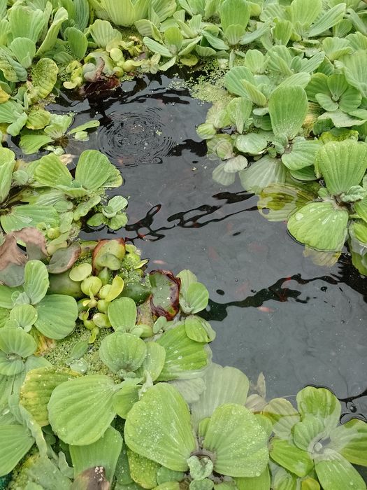 .Pistia , Salata de Nil. Zambile amazoniene. Planta de apa,