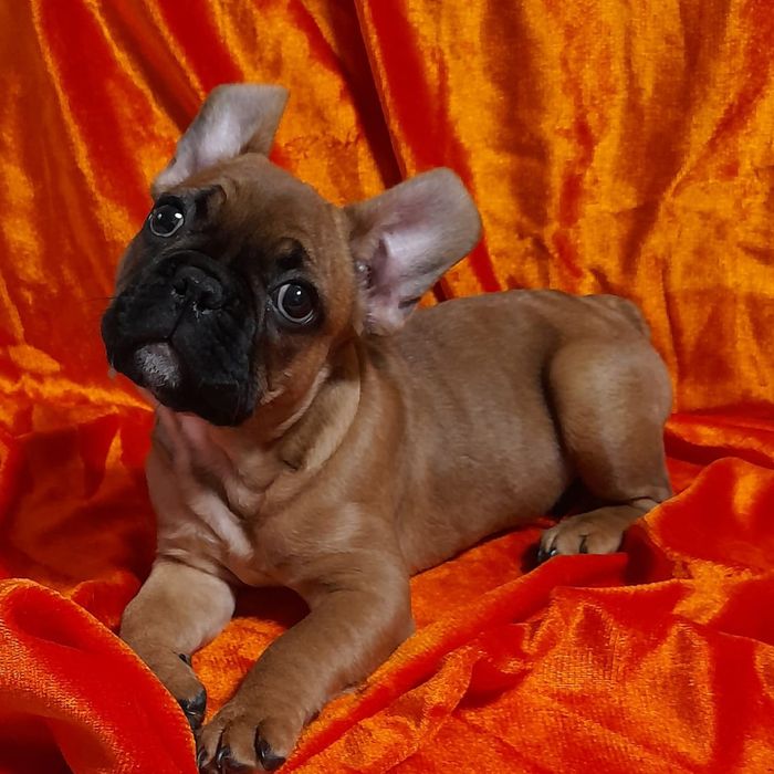 Французский  бульдог  щенки