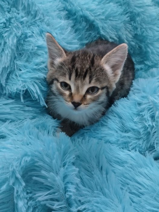 Отдам красивого котенка