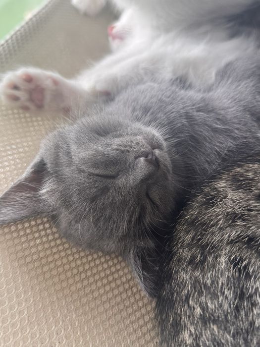 Котята 2 месяца малышам