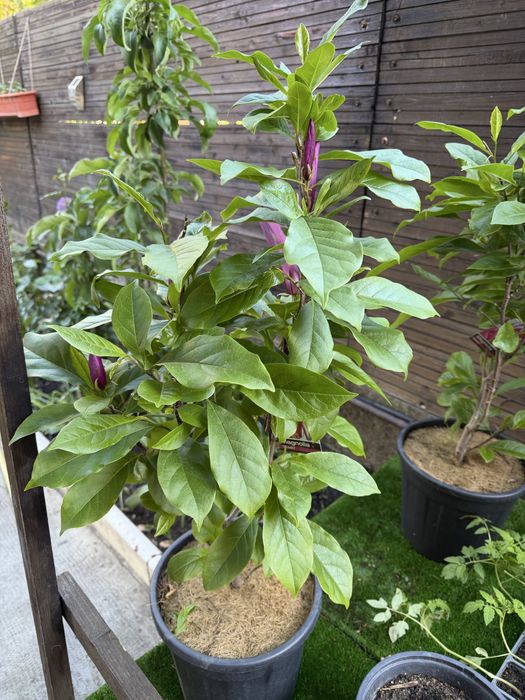 Vand magnolie soi bun