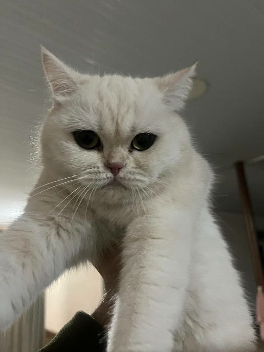 Zolotaya shinshila mushuka mushuk alishaman