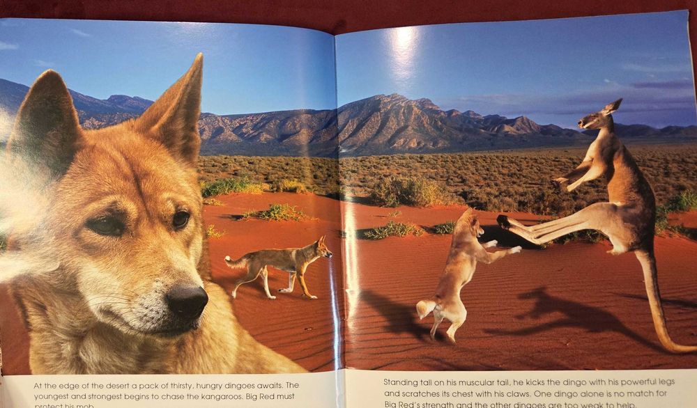 Кенгуруто. Фото-разказ / Living With the Mob