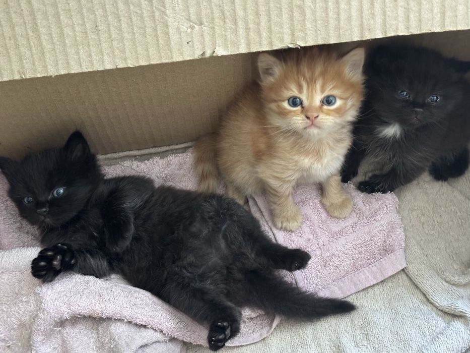 Котята породистые мать британка