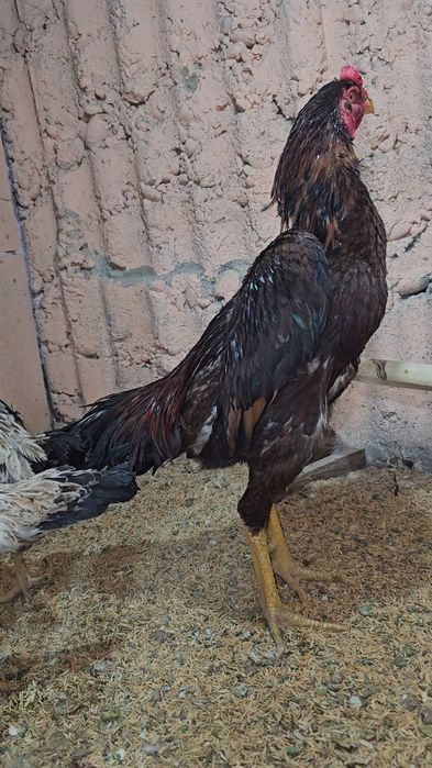 Privaznoy Yapon shamo ataka