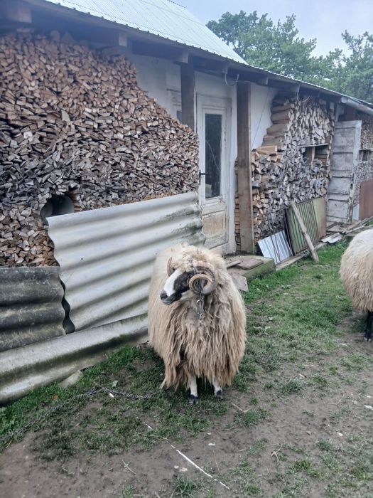 De vanzare berbec breaz