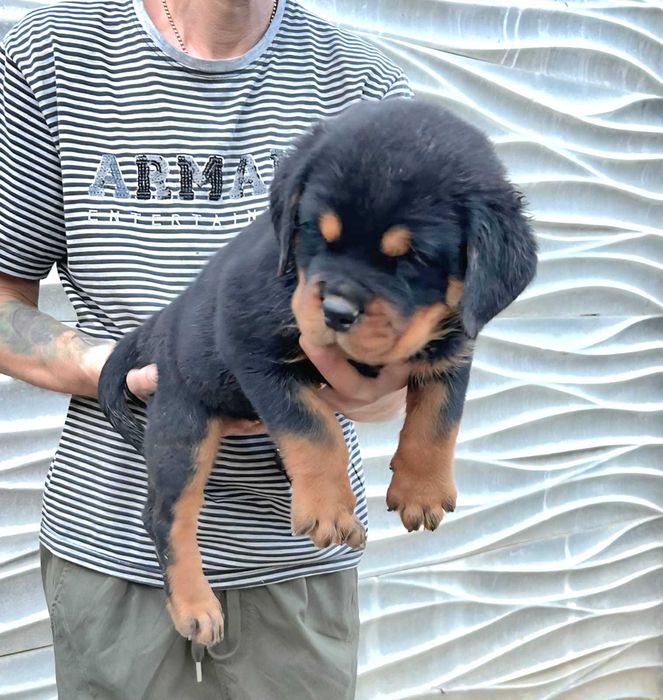 Pui Rottweiler cu pedigree