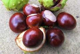 Castane necomestibile pentru uz extern,medicinal(infuzii,tincturi)