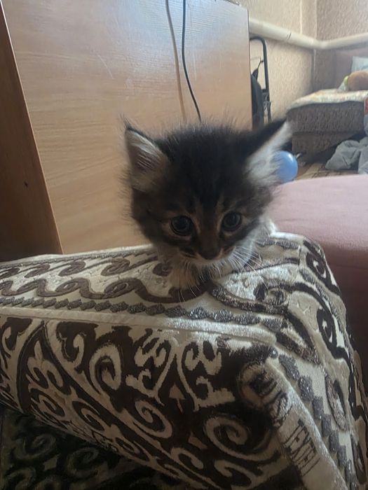 Отдам котят в добрые руки