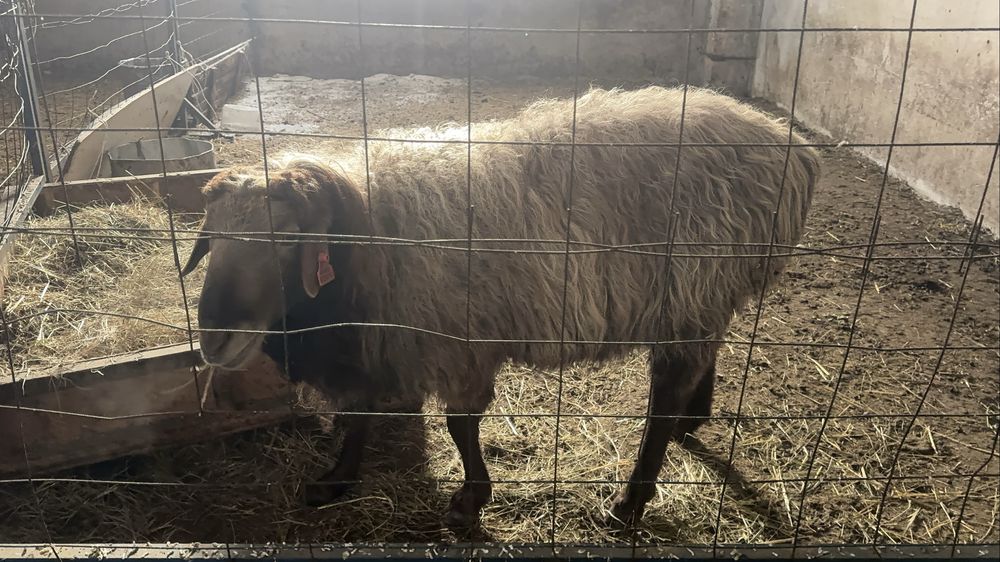 Кошкар, производитель