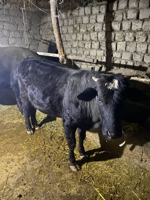 Angus va mesni mollar sotiladi