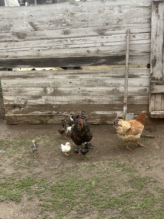 Домашние курицы