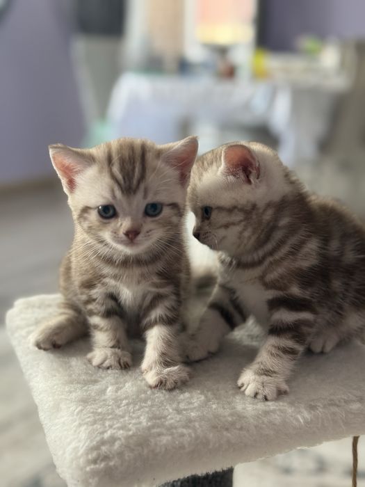 Котята британцы мальчики
