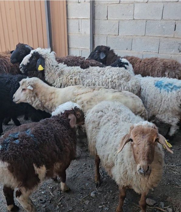 КозлыКой Сатылады