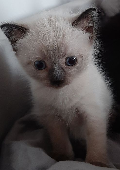 Отдам котиков бесплатно.