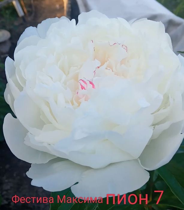 Продам срезку пионов