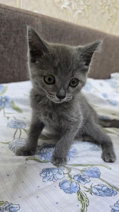 Котёнок 3 месяца
