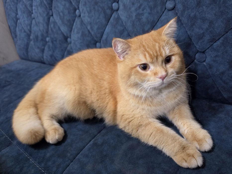 Срочно продается золотая шиншила мальчик 1.2г