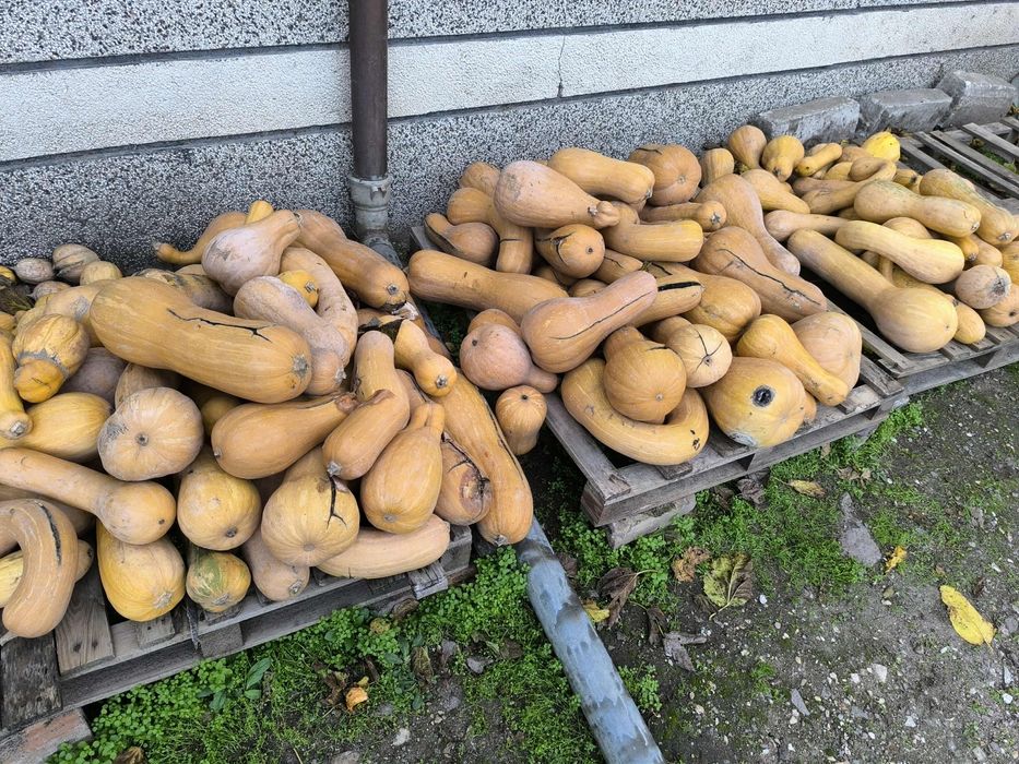 Продавам Тикви за Животни