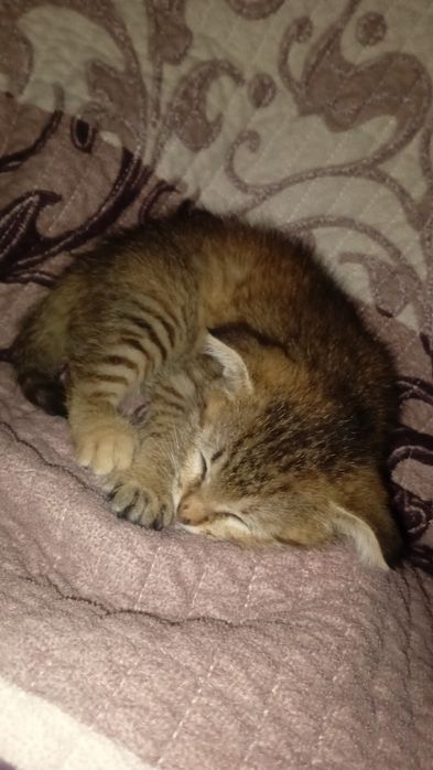 Котенок в добрые руки