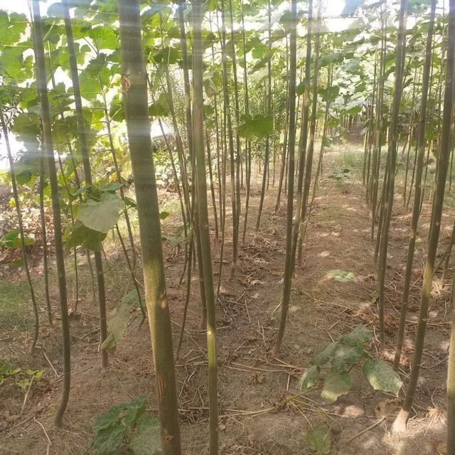 Павлония кучатлари сотилади