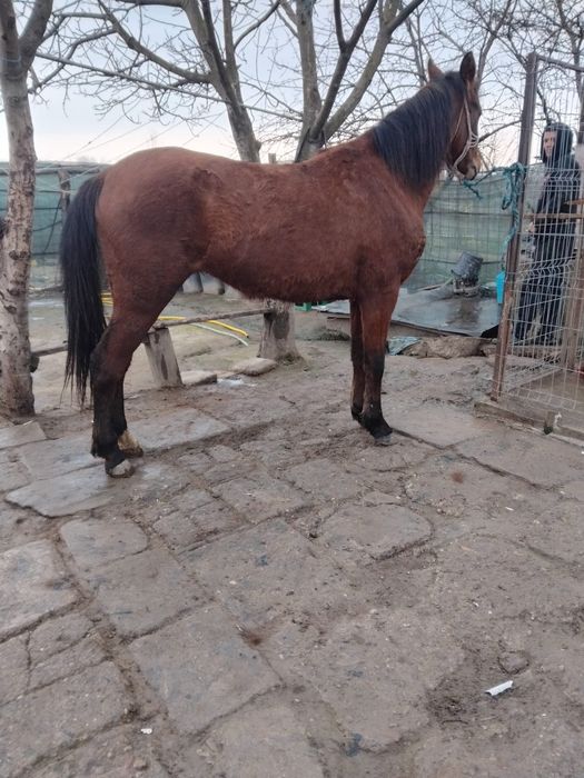 Vând cârlană tânără.