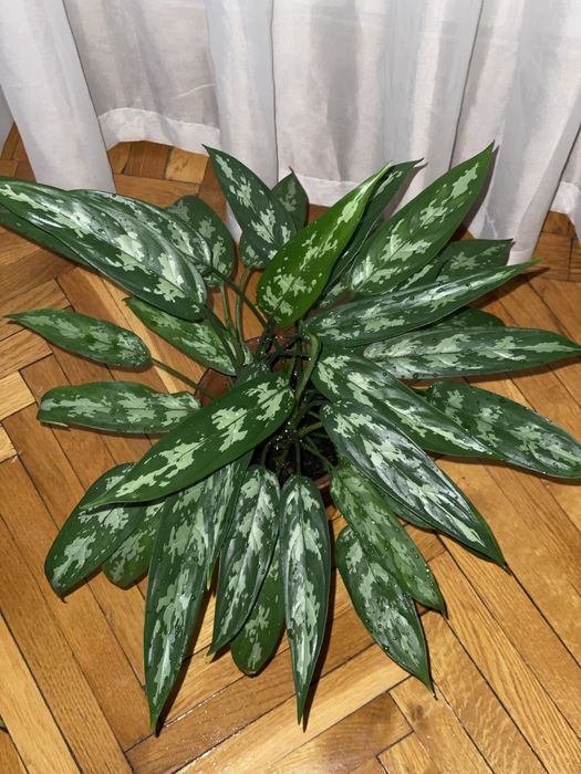 Цветок Аглаонема