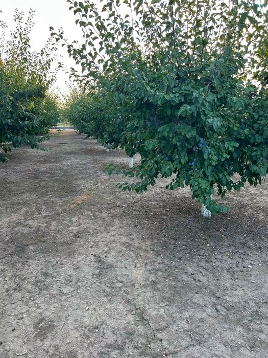 Prune compot/tuica