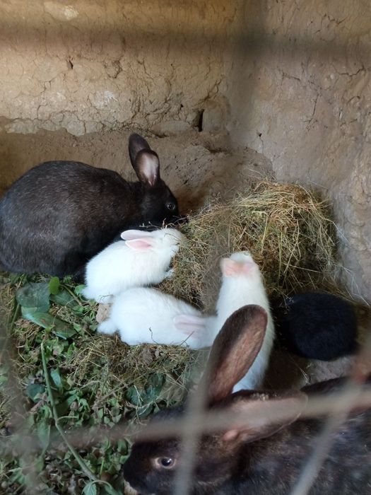 Quyon 1 oylik narxi yana kelishiladi