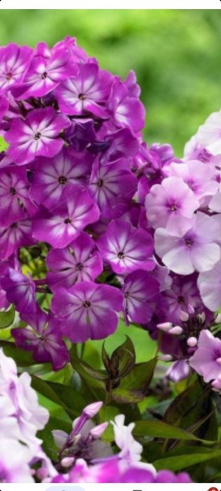 Продам цветы и кустарники многолетки