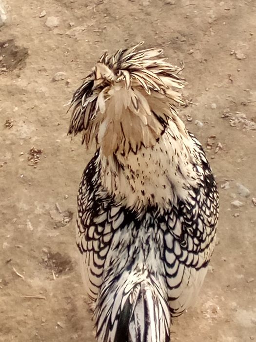 Падуван жужалар сотила